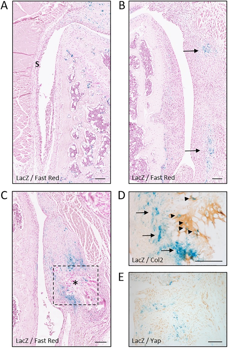 Figure 5