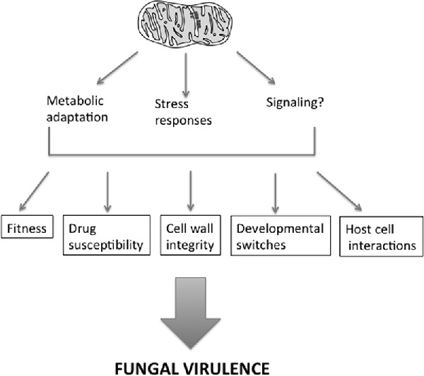 Graphical Abstract Figure.