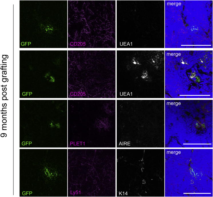 Figure 6