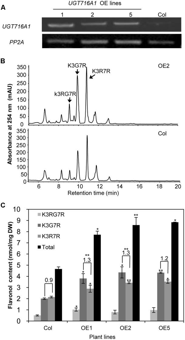 FIGURE 6