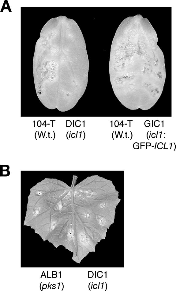 FIG. 6.