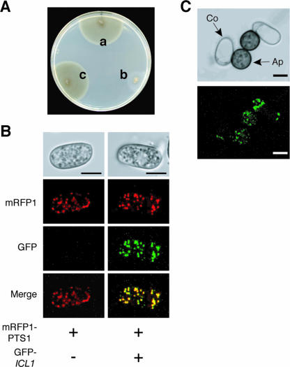 FIG. 4.