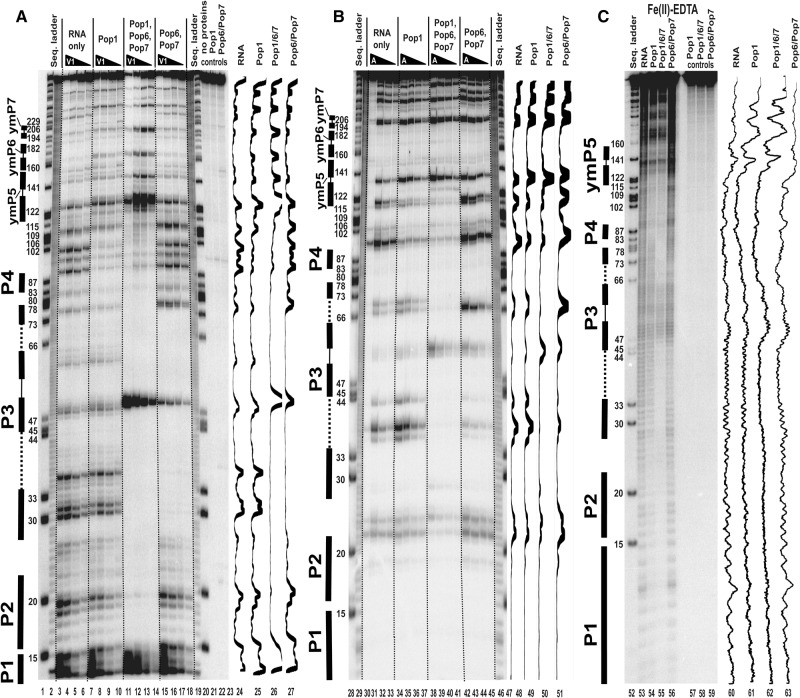 FIGURE 4.