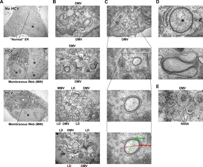 FIG 2