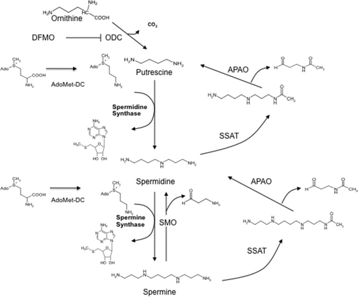 FIGURE 1.