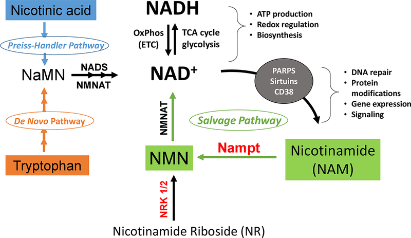 Figure 2: