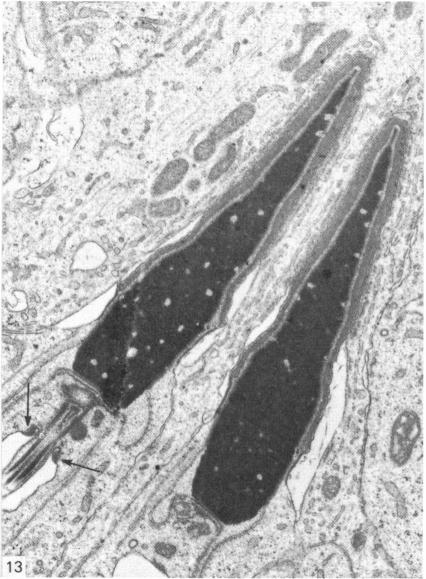 Fig. 13