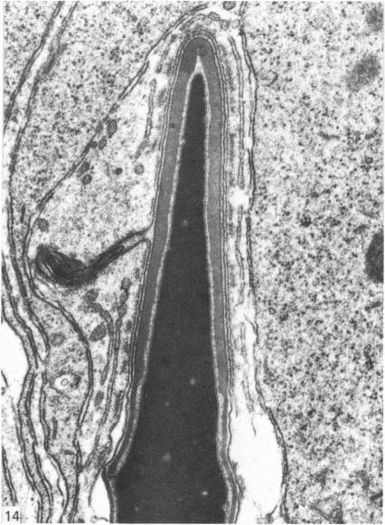 Fig. 14