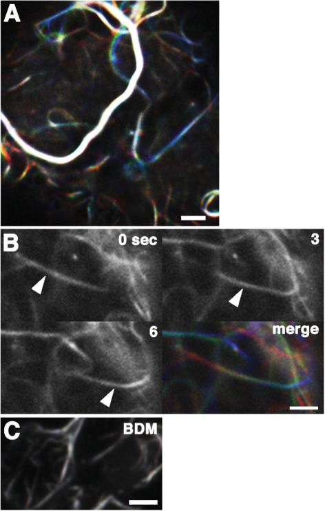 Fig. 5