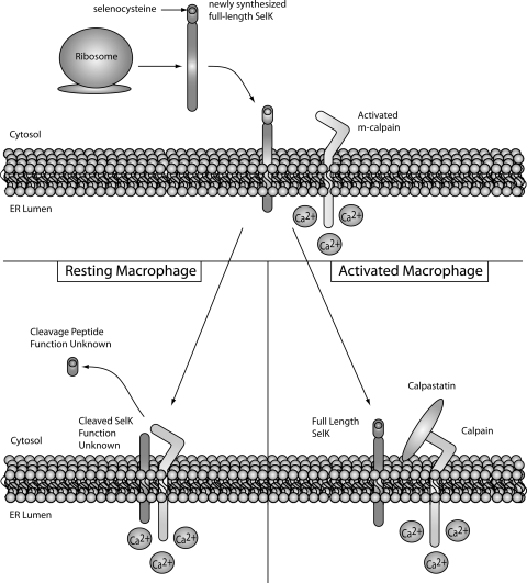 FIG. 9.