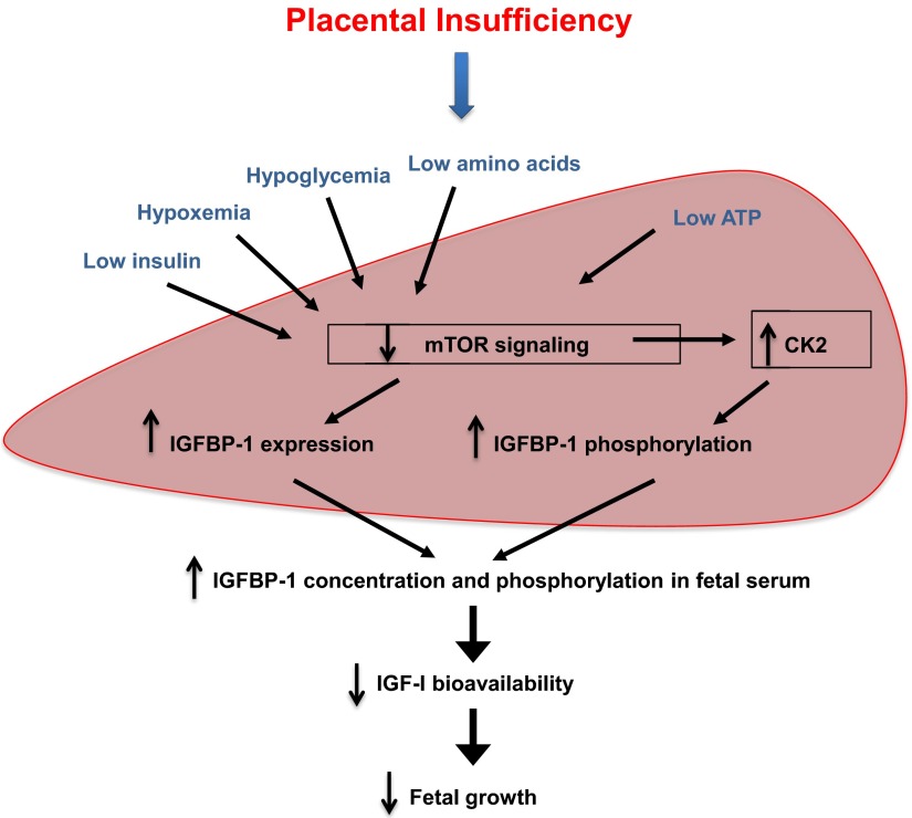 Figure 7.