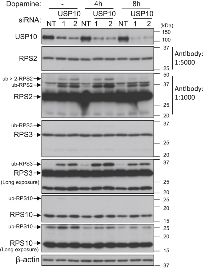 Figure 9