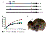 Fig. 2.
