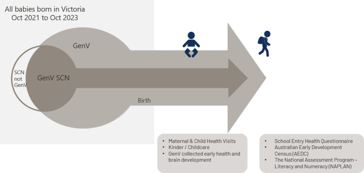 Figure 1: How SCN sub-cohort integrates with the GenV and the potential state-wide SCN registry