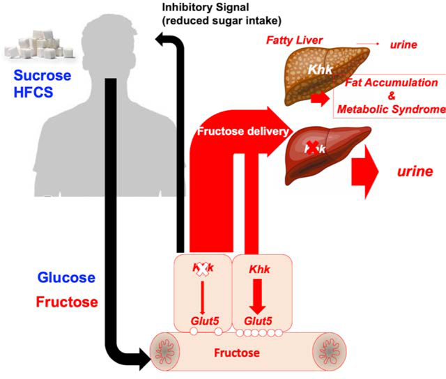 Deletion of fructokinase in the liver or in the intestine reveals ...