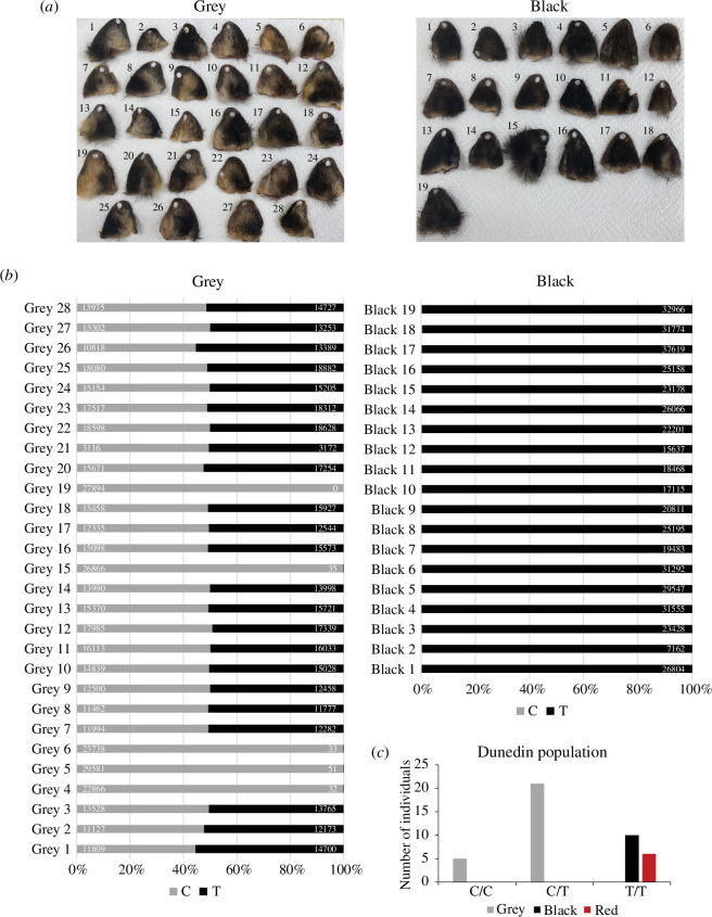 (a) Possum ears collected from grey (left) and black (right) animals around Lawrence (Otago, New Zealand)