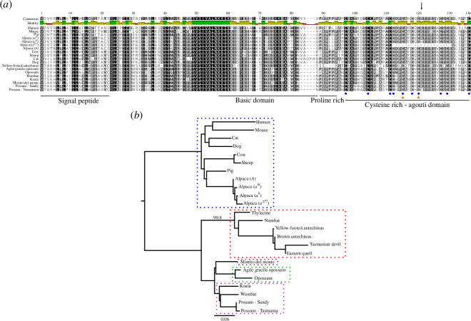 (a) Protein alignment of ASIP from various eutherian and marsupial mammals. The amino acid similarity is depicted by colour: 100% similar (black)