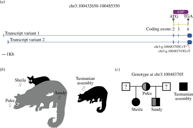 (a) Schematic representation of the ASIP gene in possum (chr3:100432650–100485350 from reference genome assembly