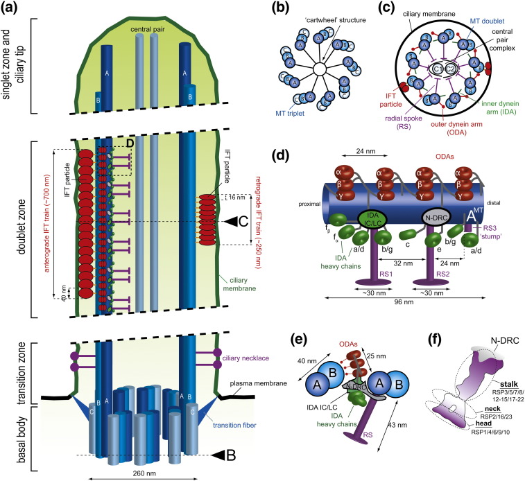 Fig. 1