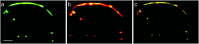 Fig. 10