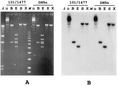 FIG. 1