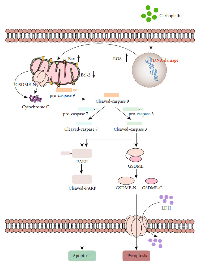 Figure 7