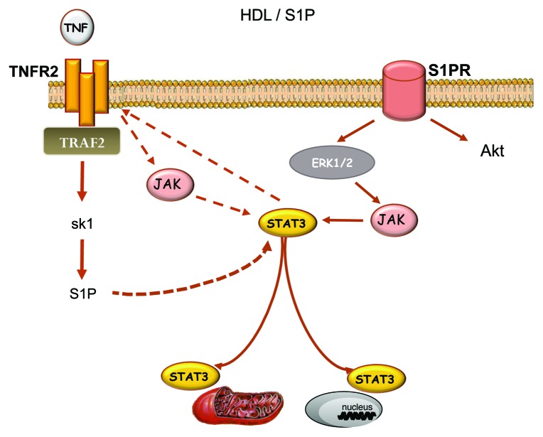 graphic file with name jkst-1-92-g2.jpg