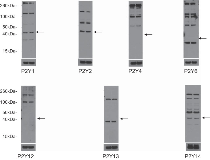 Fig. 11.