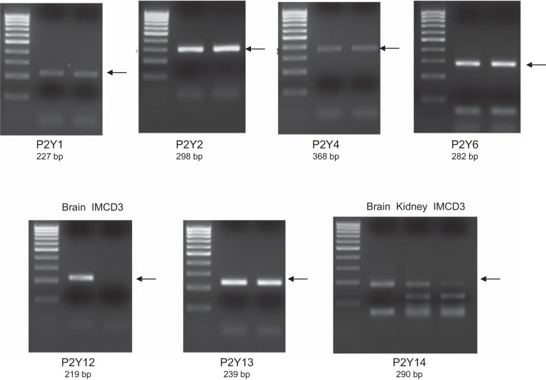 Fig. 10.