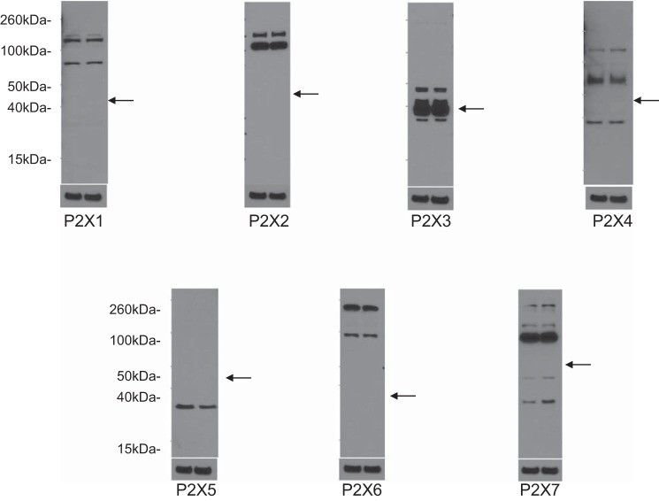 Fig. 9.