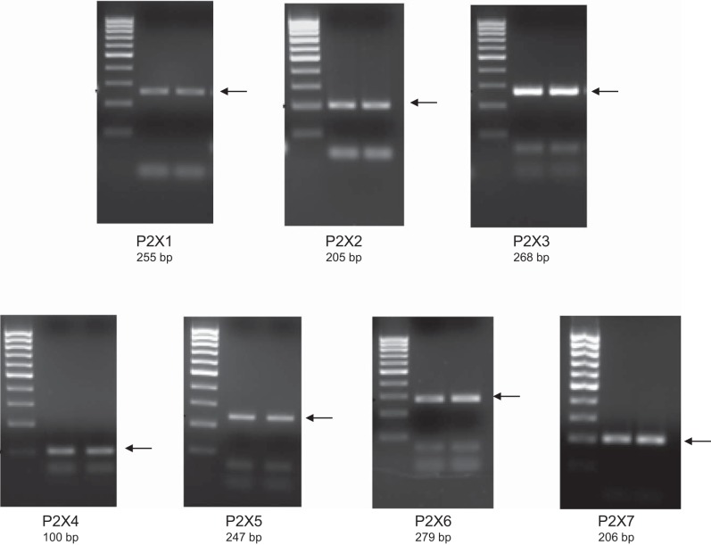 Fig. 8.