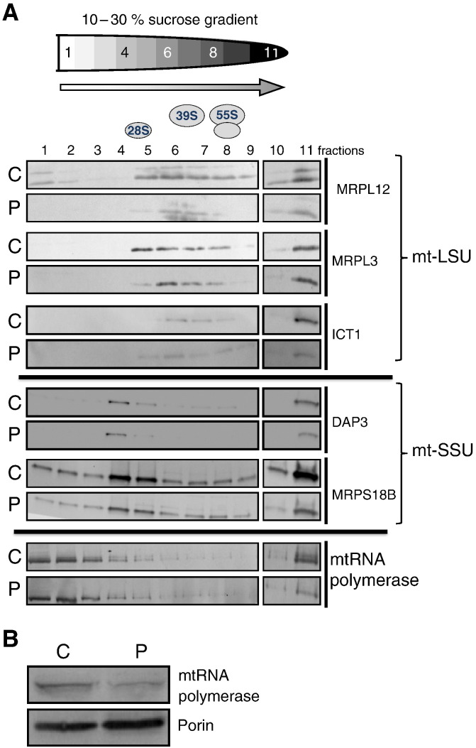 Fig. 5