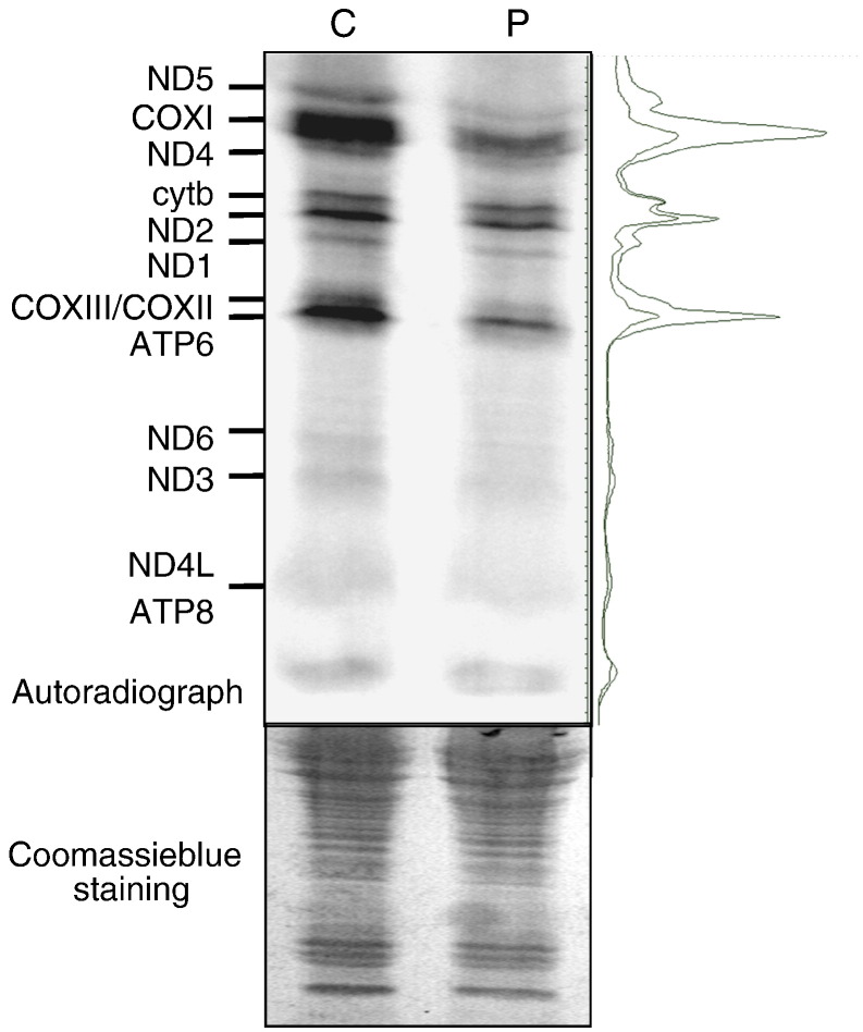 Fig. 6