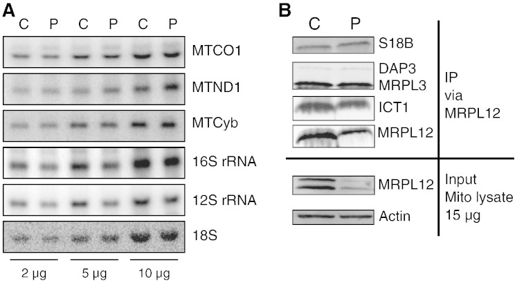 Fig. 7