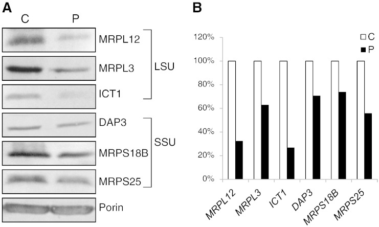 Fig. 4