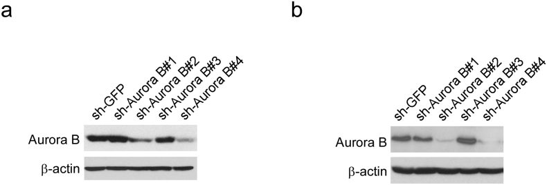 Supplementary Fig. 1