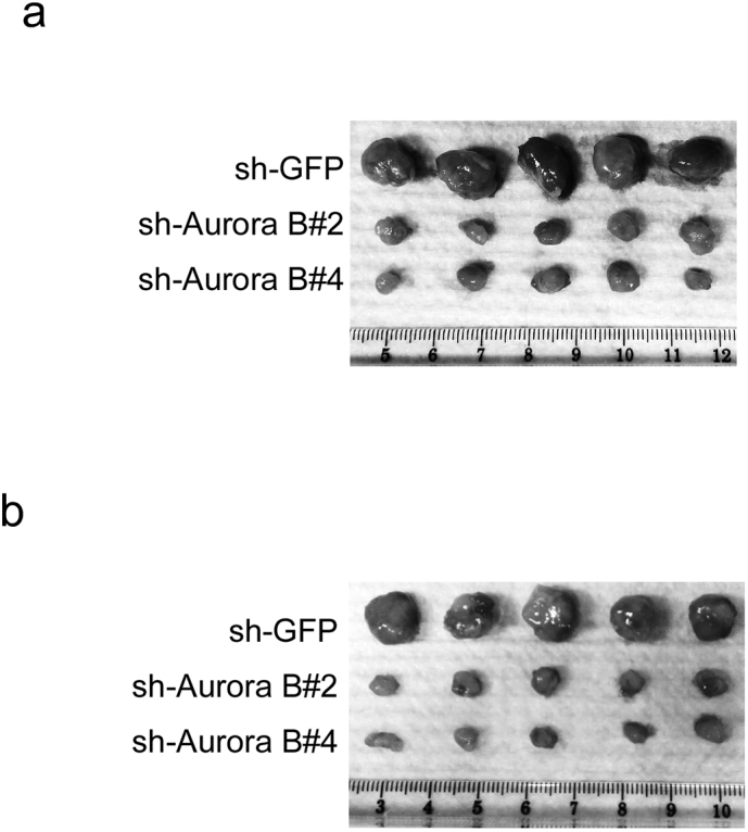 Supplementary Fig. 2