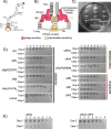 Figure 1—figure supplement 4.