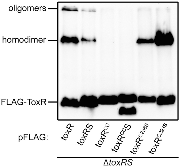 FIGURE 3