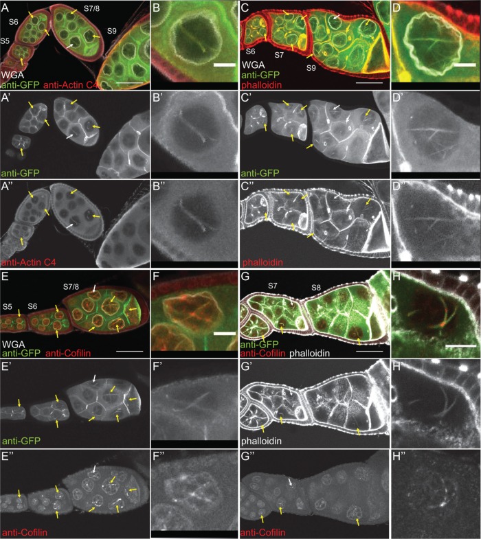 FIGURE 6: