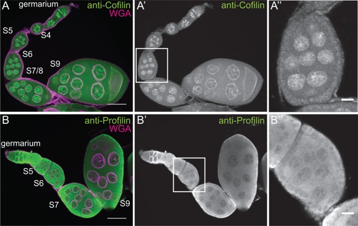 FIGURE 3: