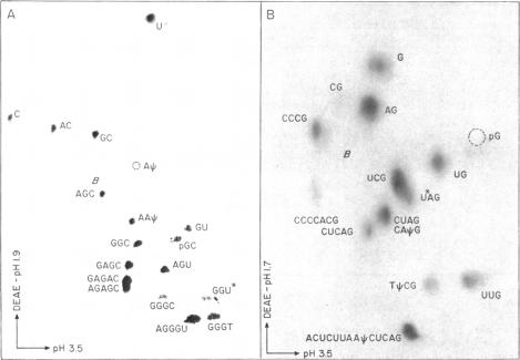 graphic file with name pnas00669-0195-b.jpg