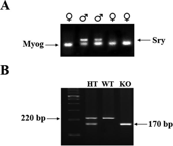 Fig. 2A