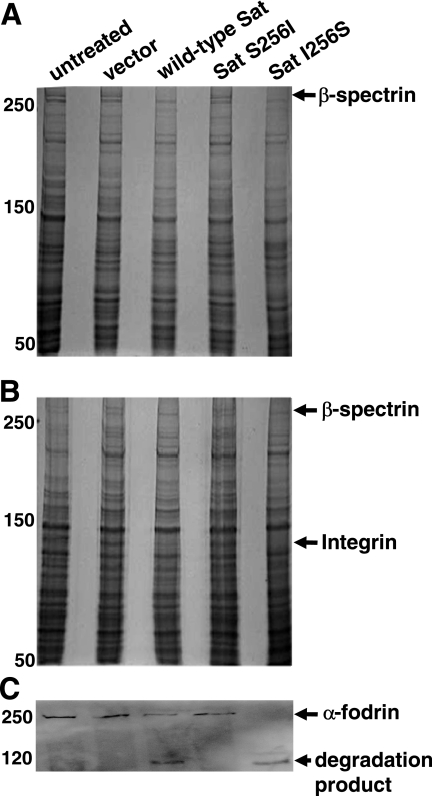 FIG. 5.