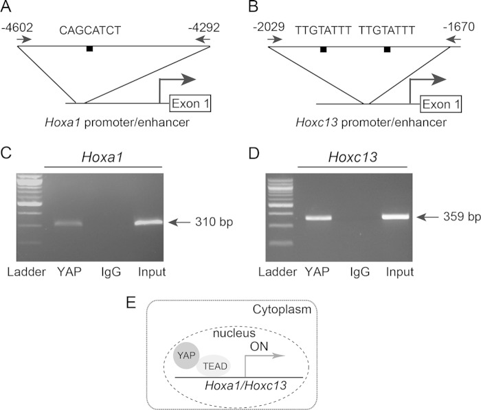 FIG 6