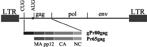 FIG. 1.