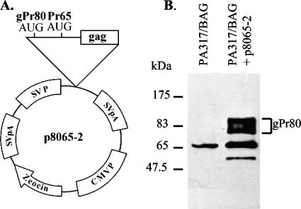 FIG. 5.