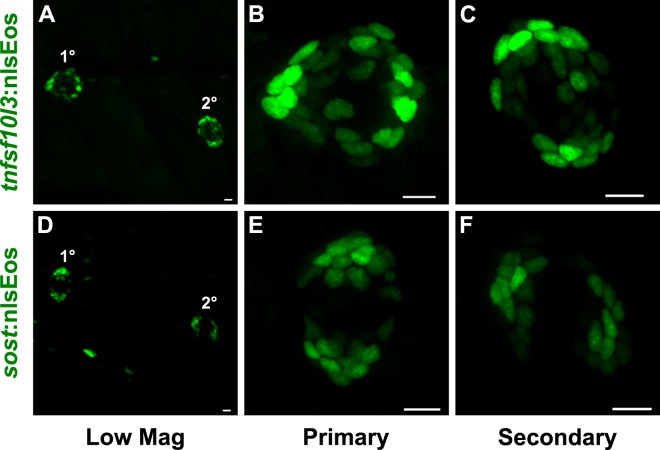 Figure 2—figure supplement 1.