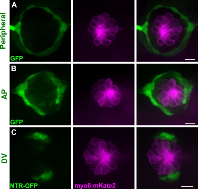 Figure 2—figure supplement 2.