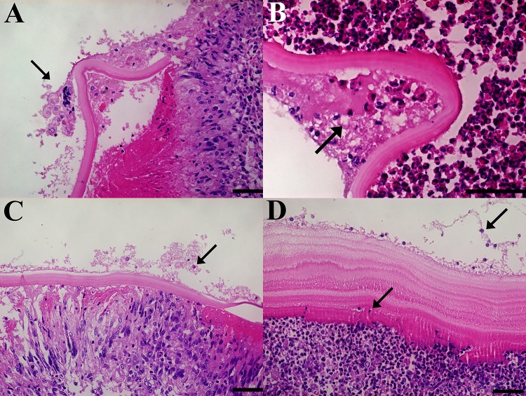 Fig 5